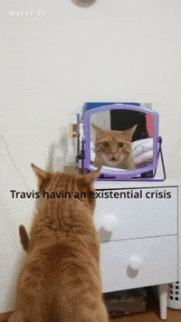 Cats Feels GIF by Darwin