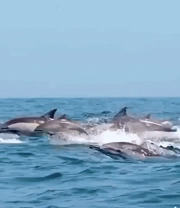 Smz Dolphins Swimming GIF