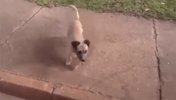 cuteanimalland giphyupload GIF