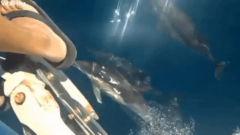 Dolphins Playfully Swim Next To Person On Boat GIF by ViralHog