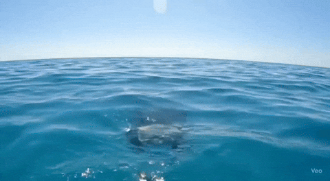 khanage77 cat middle finger diving swearing GIF