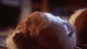 christmas movies gremlins GIF