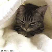 kitty GIF