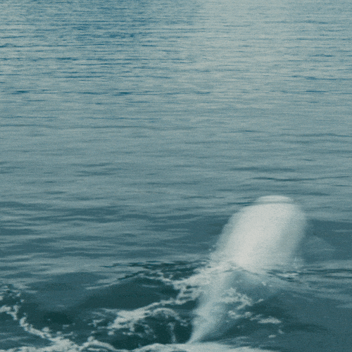 Nerd Swimming GIF by NerdWallet