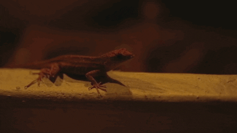 music video lizard GIF by Radical Face