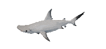 Shake It Shark Sticker by Zacxophone