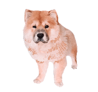Chowchow Sticker