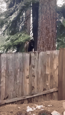 Bear Chews on Sour Cream Tube as Winter Drags on in North Lake Tahoe