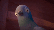 nouvellesimages shocked confused bird pigeon GIF