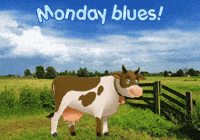 Cows Expressions GIF