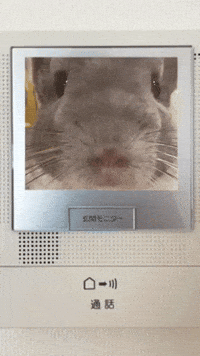 Chinchilla Sue GIF