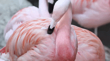 Atlanta Atl GIF by ZooATL