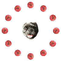JasonKauz pug pepe donuts pepethepug Sticker