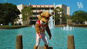 houstoncougars houston sasha gocoogs shasta GIF