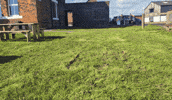 Hot Dog Dogs GIF