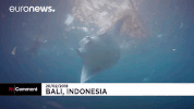 plastic GIF by euronews