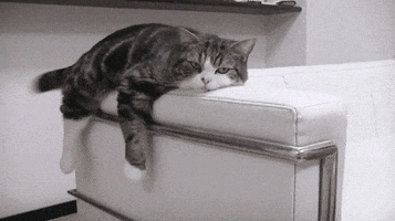 franfalsoni giphyupload GIF