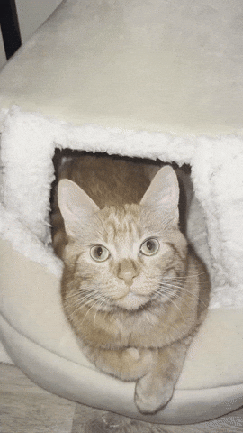 Simba Orange Cat GIF