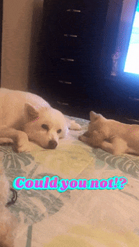Dog Quit GIF by Bartini Orlando