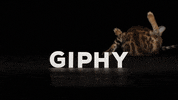 Animation Cat GIF by Originals