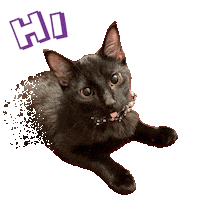 Cats Thank You Sticker by Pimp Yo Pets