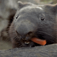 Happy San Diego Zoo GIF by San Diego Zoo Wildlife Alliance