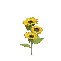 花 Sun Flower Sticker