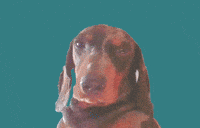 Party Dog GIF by University of Mannheim – Universität Mannheim