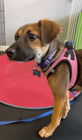 thepetrepublic giphygifmaker giphygifmakermobile GIF