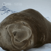 Pbs Nature Animales GIF by Nature on PBS