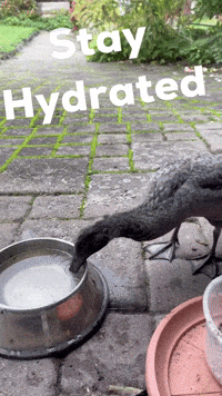 Water Stay Hydrated GIF