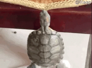 turtle GIF