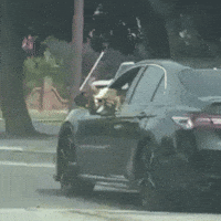 Corgi Cute Dog GIF