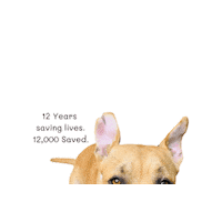 Sticker by NYC Second Chance Rescue