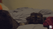 Cat Kitten GIF by Envy