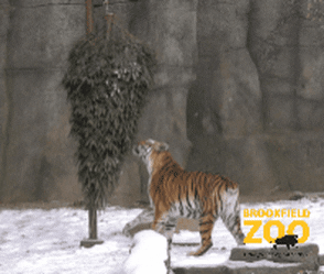 Surprise Wtf GIF by Brookfield Zoo