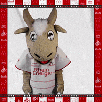 1 Fc Cologne Football GIF by 1. FC Köln
