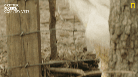 Whats Up Reaction GIF by Nat Geo Wild