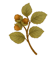 Horse Leaves Sticker