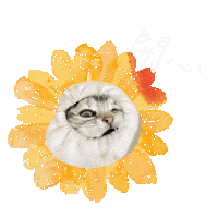 Cat 貓 Sticker