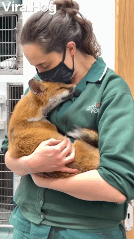 Fox Cuddles Are the Fix for a Long Day