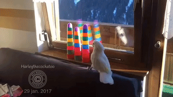 Holiday or Not, Harley the Cockatoo Has Time for Plastic Cup Destruction