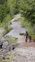Bear Stalks Family Along Hiking Trail in Whistler