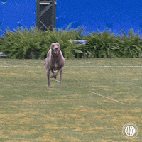 Dog Running GIF by American Kennel Club