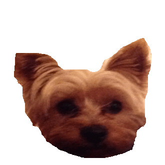 puppy yorkie STICKER by imoji
