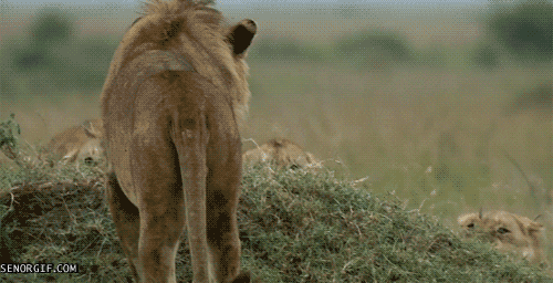 anger lions GIF by Cheezburger