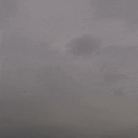 Birds GIF