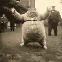 Cat Break It Down GIF