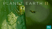 defend planet earth GIF by BBC Earth