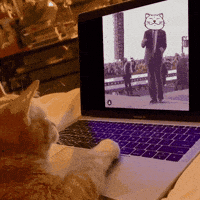 Dance Cat GIF by ShiroNeko